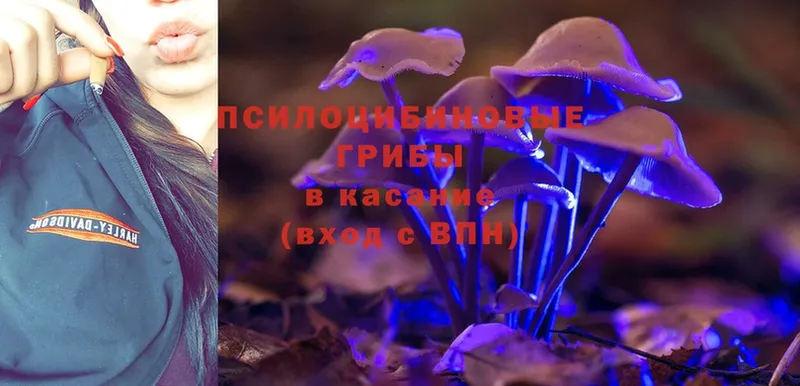 блэк спрут зеркало  Павлово  Псилоцибиновые грибы MAGIC MUSHROOMS  купить наркоту 